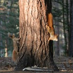 Jin a Jang (Yin and Yang)