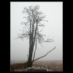 <b>Osamělý jeřáb</b>