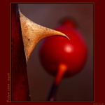 Podzim 2003 - šípek