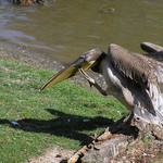 Tak ještě poslední dráp...