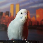 Papoušek na výletě