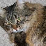 Premýšlajúci Murko.