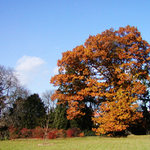 Podzim v Průhonicích