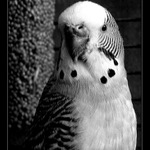 Škvírou v kleci...