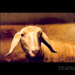 <B>ovečka z Betlehema</B>