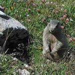 Zkuste si jej vyfotit ???