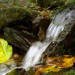 šumavské toulánky - potůček