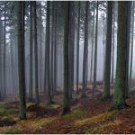 Lesní mlha