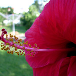 Hibiscus rosa-sinensis