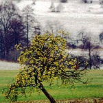 pozdní sklizeň ...