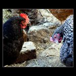 Uctivá poklona , paní vedoucí