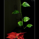 Redandgreen