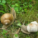 Prcháme ....šmírák