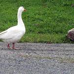 <b>.-=´HUSA´=-.</b>