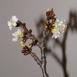 Předčasná Barborka