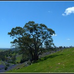 Strom nad fialovým údolím