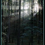 <u><b><h5>Skrze stromy</u></b></h5>