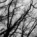 Až opadá listí z dubu