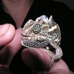 Chameleon