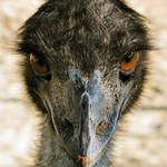 Emu, aneb podívejte se pštrosovi do očí...