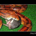 Elaphe Guttata - III