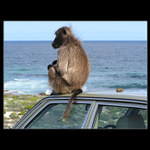 Ranní toaleta s větrem ve vlasech