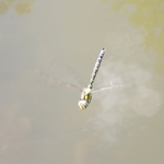 vrtulník ve visu nad kalnou vodou