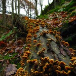 Houby na pochodu 30.11.2003