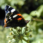 motýl na Hrubé Skále