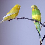 Sedime na konari a je nam dobre