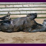 Kůň na lopatkách  ( KO )