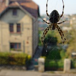 World Wide Web