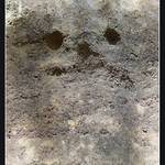 Duch Prachovských skal