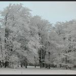 Hloubka zimního lesa