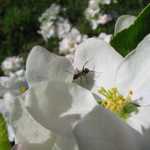 Mraveneček na průzkumu