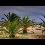 vzpomínka na léto..