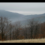 Kráľová