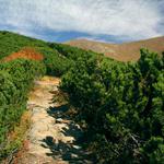 Rohacofka III. (na siroko)