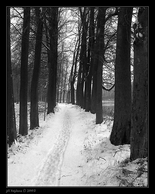 Cesta mezi stromy