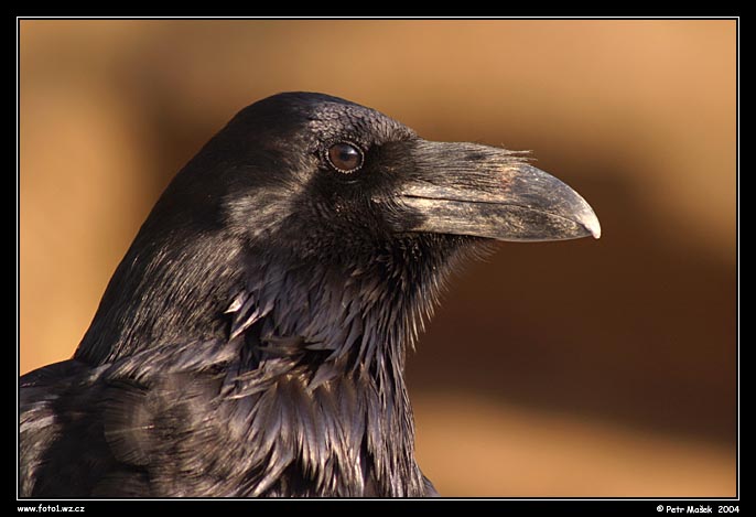 krkavec velký, ZOO Plzeň