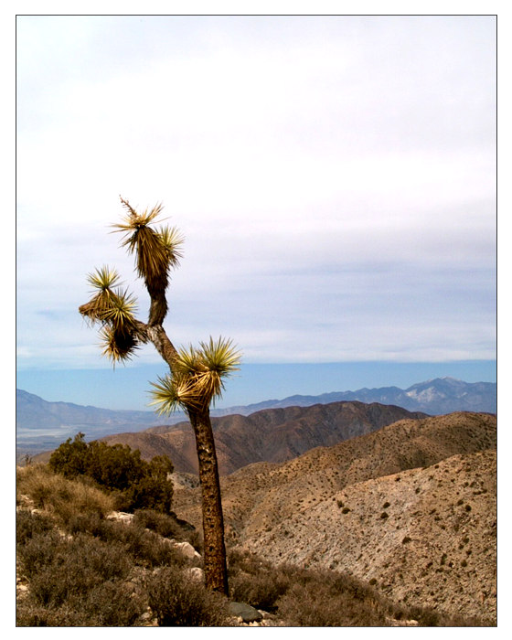 ..: Joshua Tree :..