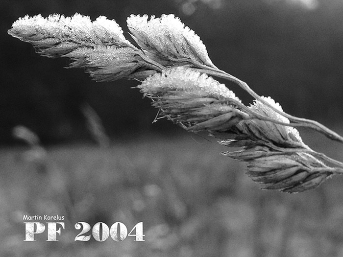PF 2004
