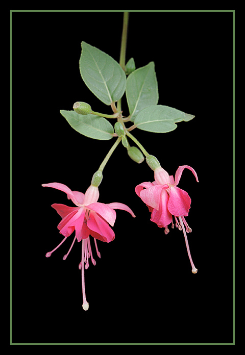 Fuchsie