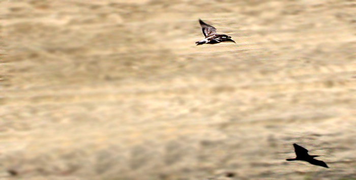 A stejně tě chytím!