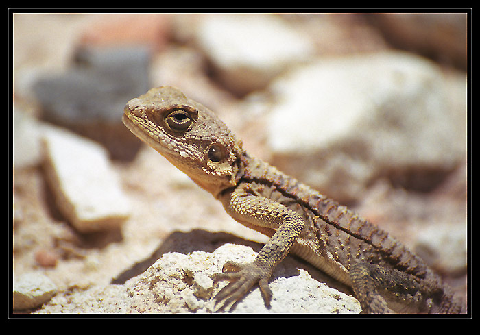 <b>..: M I M I K R Y :..</b>