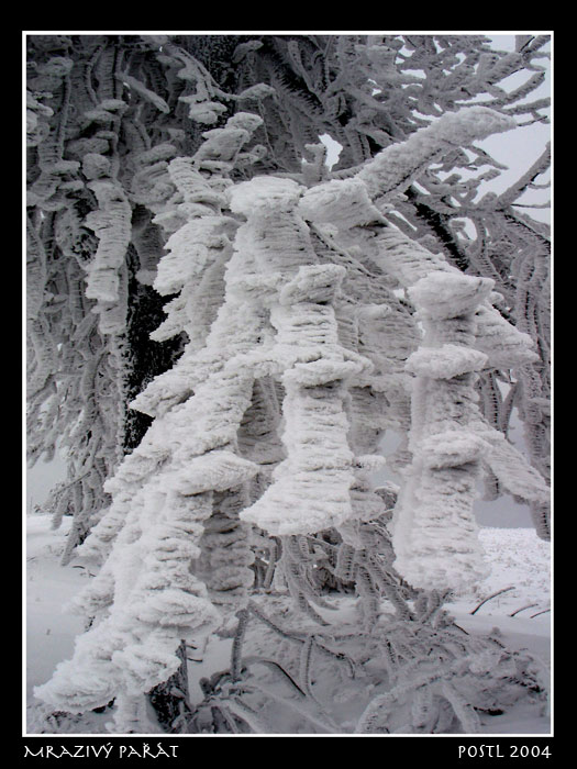 Mrazivý pařát