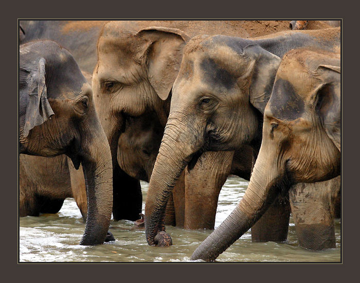 SKUPINOVÉ NASÁVÁNÍ ...