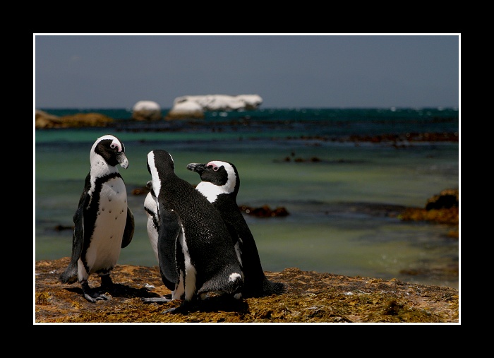 ... debatní kroužek ...