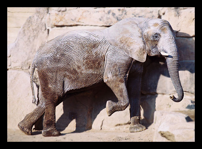 Co koukáš dvounožče?