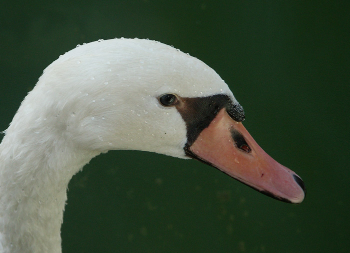 Labuť